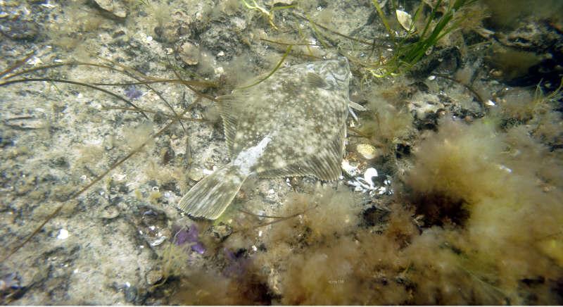 UW-Bilder Ostsee